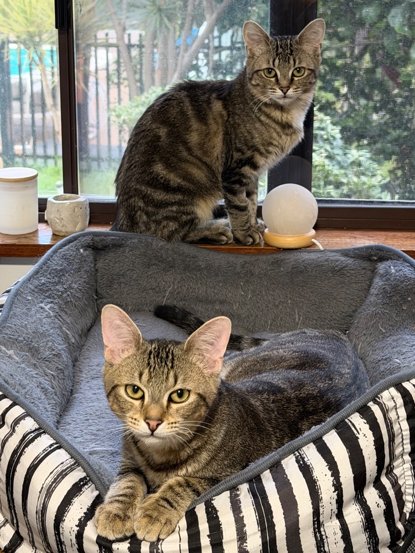 Two of Cheryl's foster cats